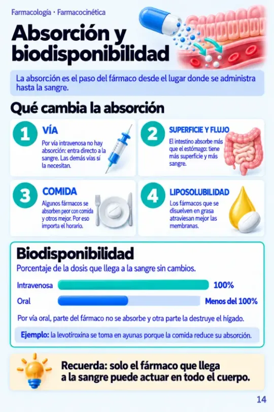 Página Absorción y biodisponibilidad