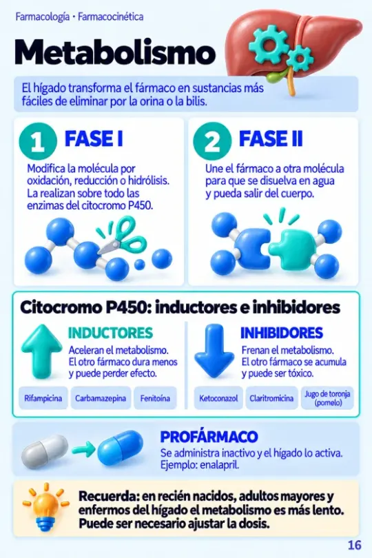 Página Metabolismo